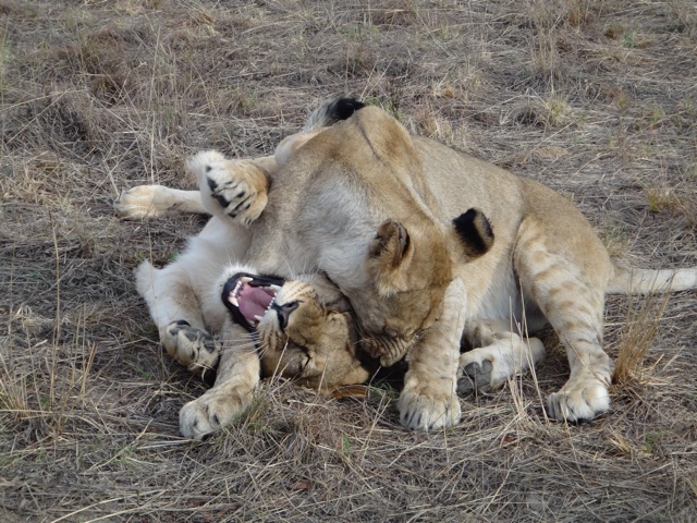 Lion walk