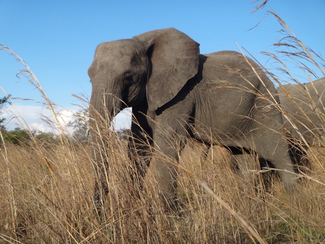 Elephant herding