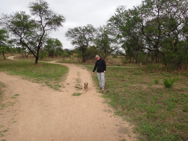 Cub walk