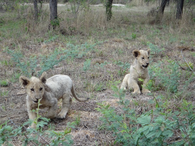 The two 3 and a half months old cub