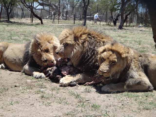 Le repas des fauves