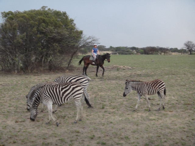 Horse safari