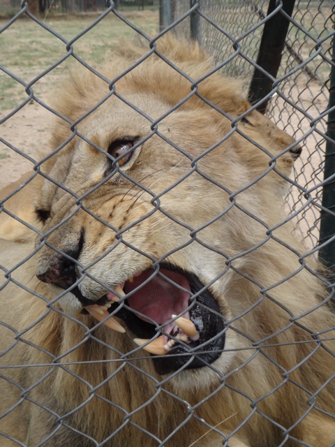 An agressive male lion