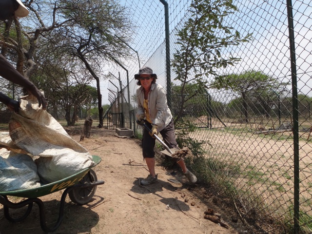 cleaning  the lion enclosures