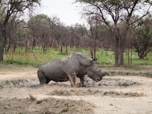 The male rhino coming out of his mud bath