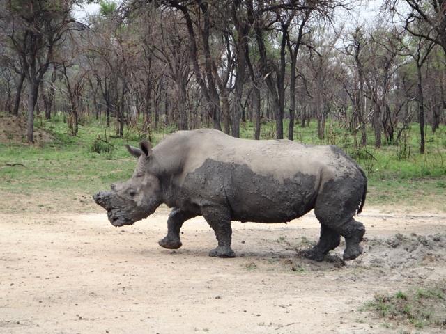 The male rhino