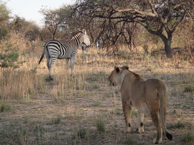 Lion and zebra