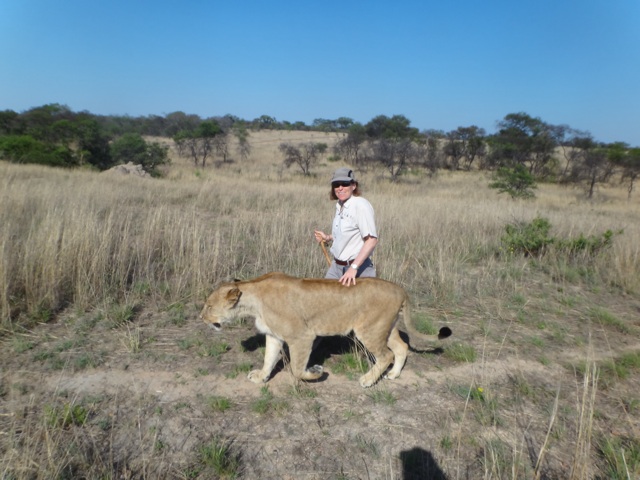 Lion walk