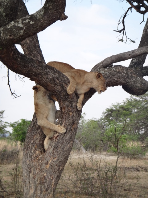 Peina and Paza testing their climbing skills