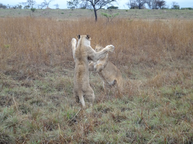 Penia and Paza playing