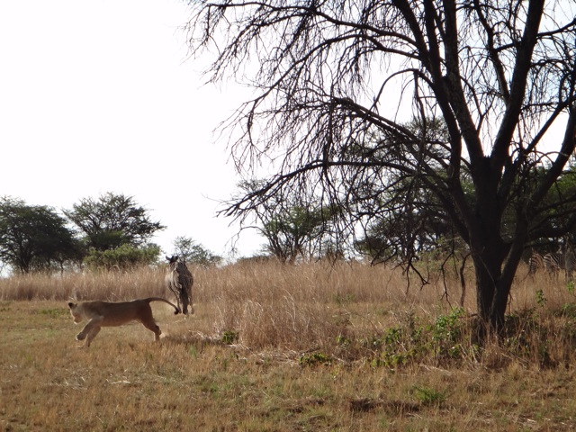 Zébra chasing lion !