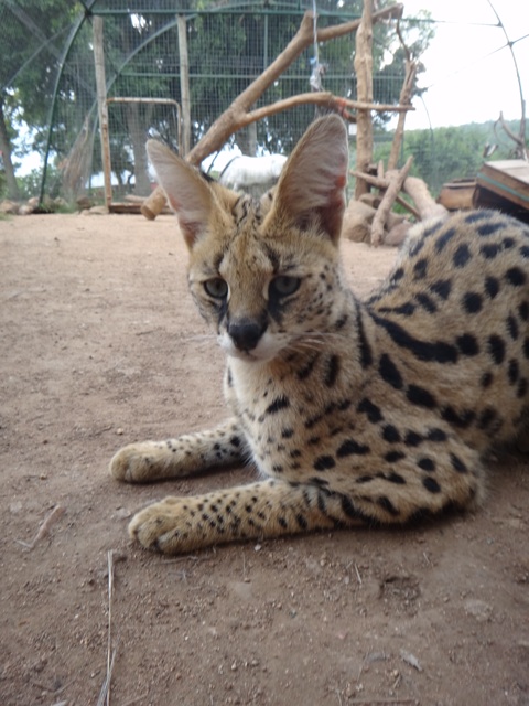 A serval