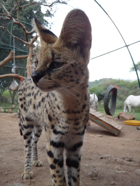 A serval