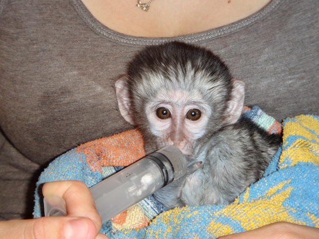 Button, the baby vervet monkey