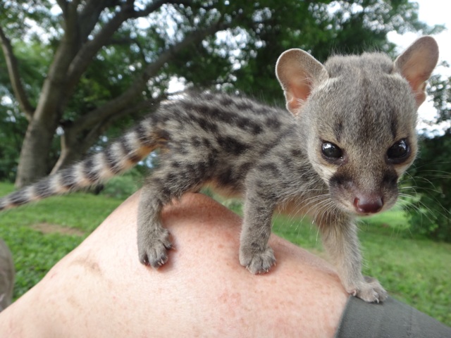 Baby genet on my knee