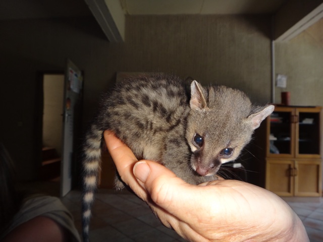 Baby genet