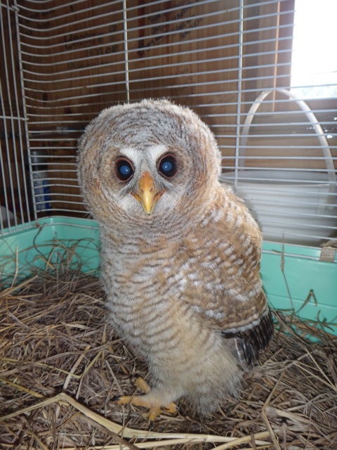 Baby owl