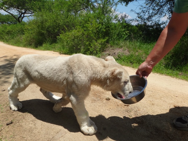 Making Bear walk back to his enclosure !