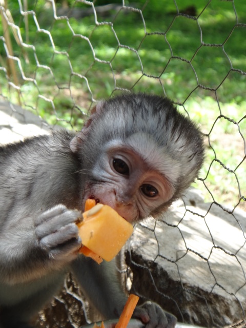 Button, the baby vervet monkey