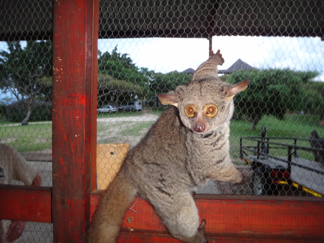 Le bush baby qui m'a sauvagement attaqué