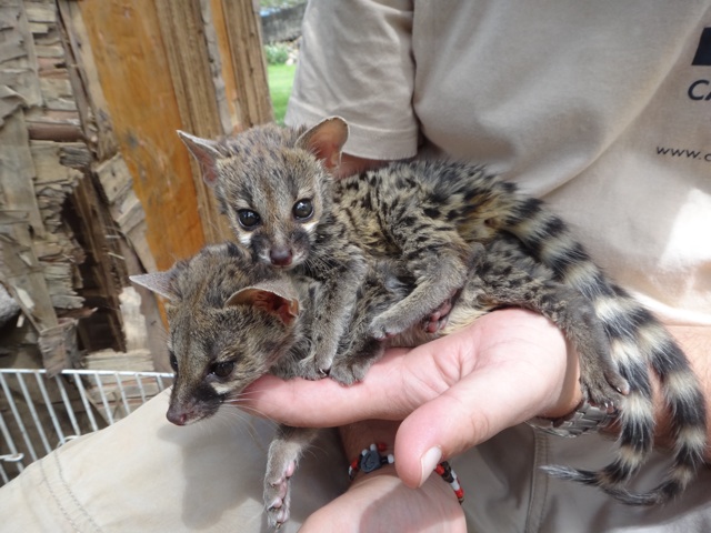 The genets