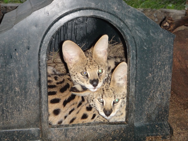 The serval kittens