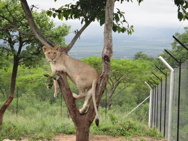 Figa, the big lion