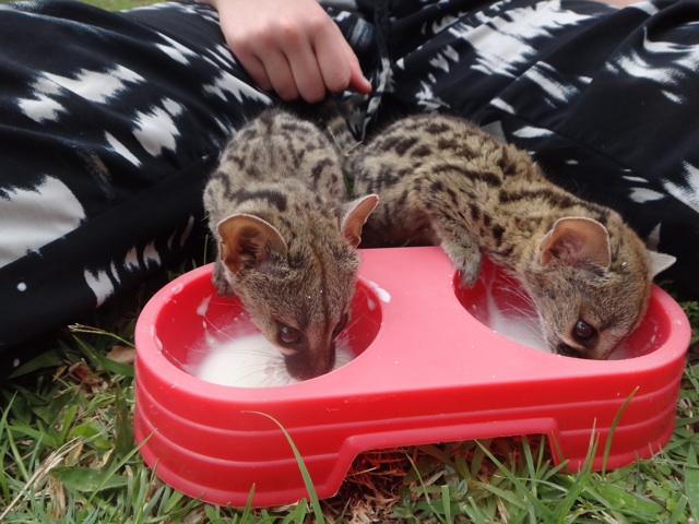 The genets