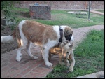 With the Saint Bernard puppy