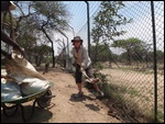 cleaning  the lion enclosures