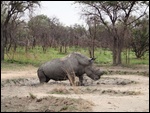 The male rhino coming out of his mud bath