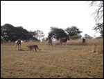 Lion chasing zebra