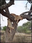 Peina and Paza testing their climbing skills