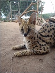 A serval