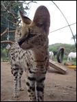 A serval