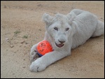 "Bear" the 7months old lion cub