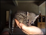 Baby genet