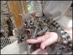 The genets