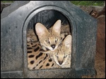 The serval kittens