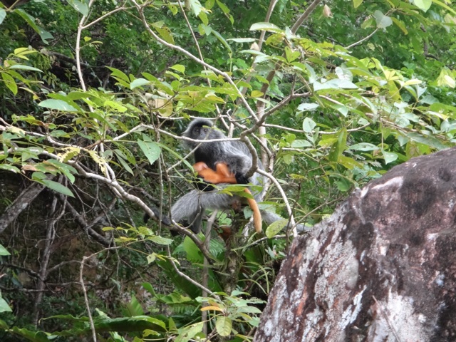 Grey leaf monkey