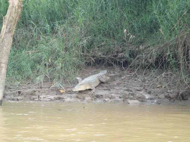 A big crocodile