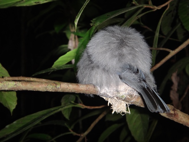 Sleping bird on its nest