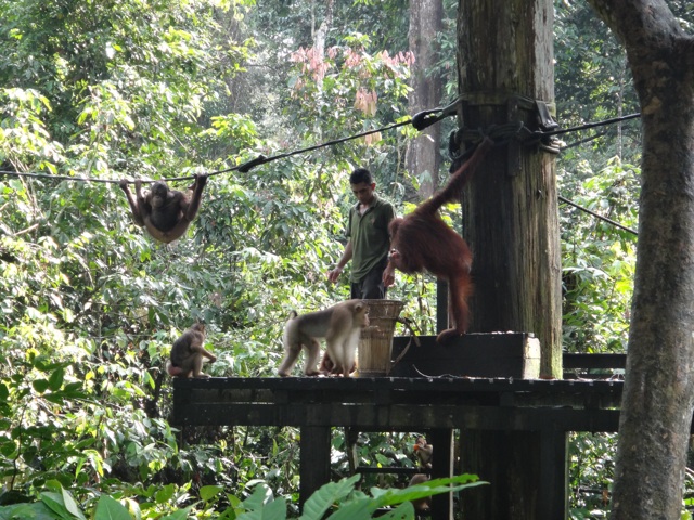 The feeding platform