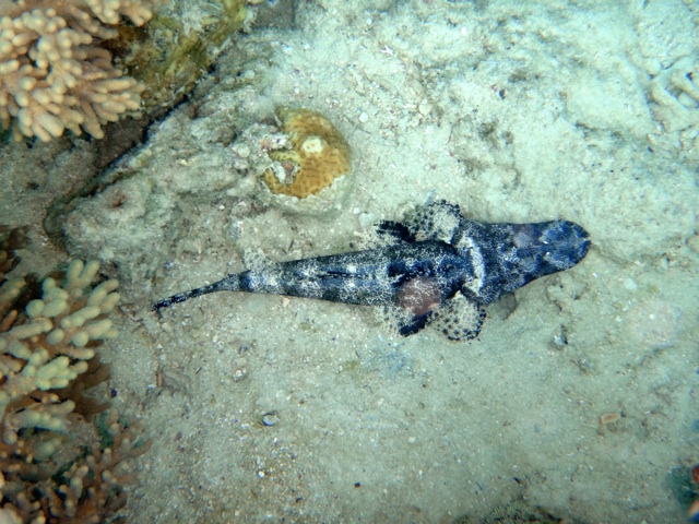 Crocodile fish