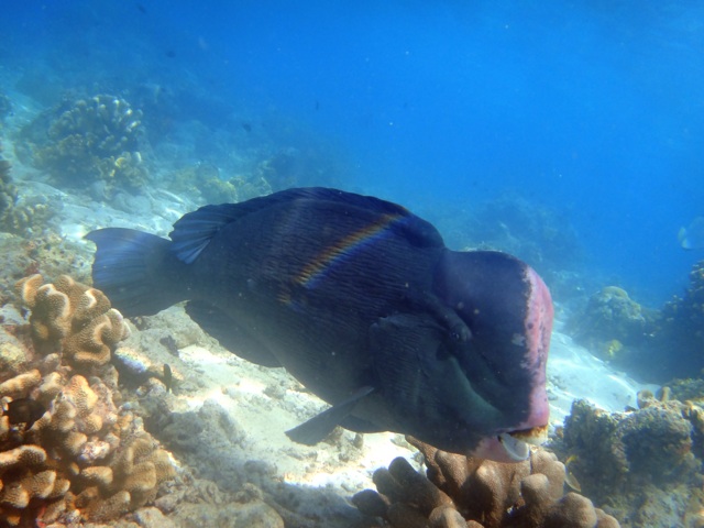 A bumphead parrot fish