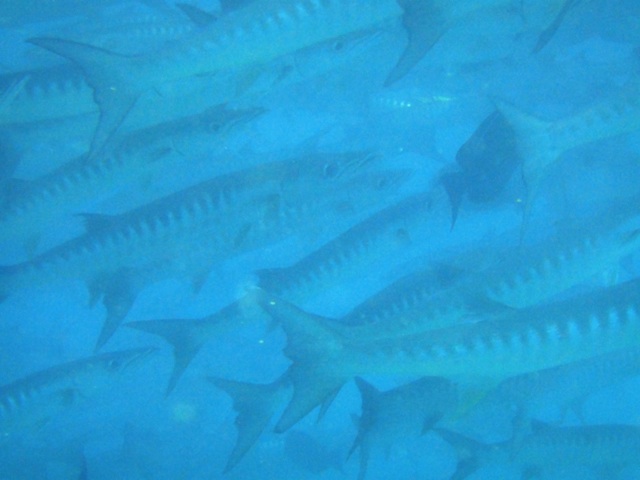 Barracudas