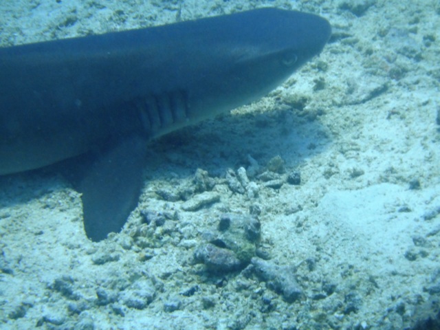 Encore un requin qui dormait au fond