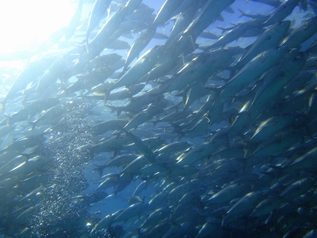 Le même banc de poissons