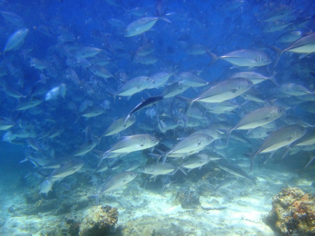 Un banc de poisson dont j'ai oublié le nom