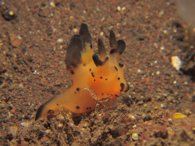 Un nudibranche